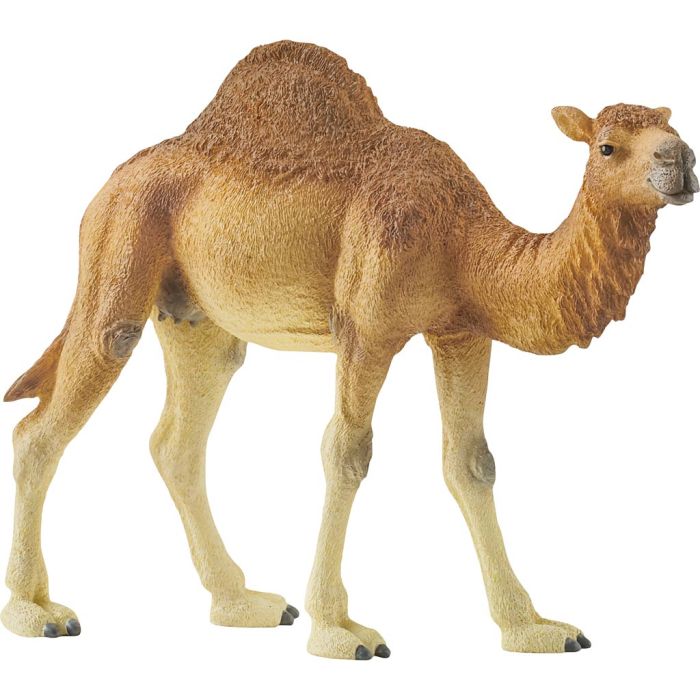 Schleich Ville dyr, Dromedar, str. 10x14x3,4 cm, 1 stk.