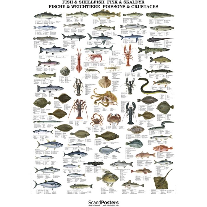 Undervisningsplakat, Fisk og skalldyr, str. 70x100 cm, 1 stk.